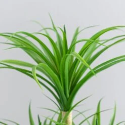 Artificial Yucca Plant In White Ceramic Plant Pot -DUNELM Furniture Shop 1000183215 alt03