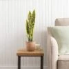 Artificial Sansevieria In Terracotta Plant Pot -DUNELM Furniture Shop 30724509