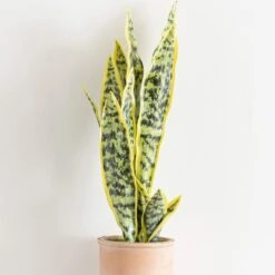 Artificial Sansevieria In Terracotta Plant Pot -DUNELM Furniture Shop 30724509 alt01