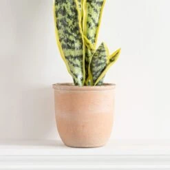 Artificial Sansevieria In Terracotta Plant Pot -DUNELM Furniture Shop 30724509 alt02