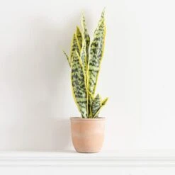Artificial Sansevieria In Terracotta Plant Pot -DUNELM Furniture Shop 30724509 alt03