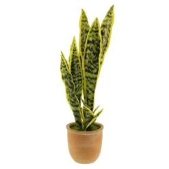 Artificial Sansevieria In Terracotta Plant Pot -DUNELM Furniture Shop 30724509 alt04