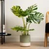 Artificial Real Touch Variegated Monstera In Black Plant Pot
