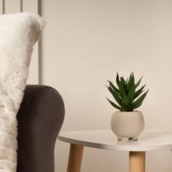 Artificial Set Of 3 Succulents In Cream Cement Plant Pots -DUNELM Furniture Shop 30860960 alt02