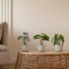 Artificial Set Of 3 Plants In Ribbed Ceramic Plant Pot -DUNELM Furniture Shop 30861032