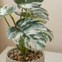 Artificial Set Of 3 Plants In Ribbed Ceramic Plant Pot -DUNELM Furniture Shop 30861032 alt01