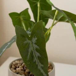 Artificial Set Of 3 Plants In Ribbed Ceramic Plant Pot -DUNELM Furniture Shop 30861032 alt03