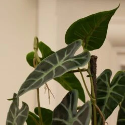 Artificial Climbing Caladium Plant In Black Plant Pot -DUNELM Furniture Shop 30863965 alt01