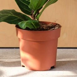 Fiddle Leaf Fig House Plant -DUNELM Furniture Shop 30875269 alt02