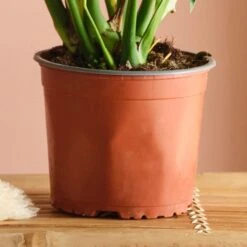 Swiss Cheese House Plant -DUNELM Furniture Shop 30875279 alt02