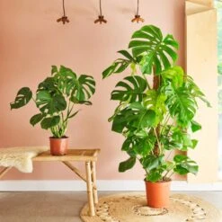 Swiss Cheese House Plant -DUNELM Furniture Shop 30875279 alt03