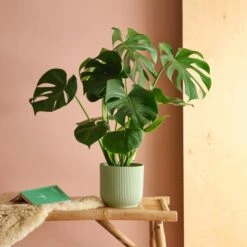 Swiss Cheese House Plant In Elho Pot -DUNELM Furniture Shop 30875282