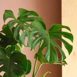 Swiss Cheese House Plant In Elho Pot -DUNELM Furniture Shop 30875283 alt01