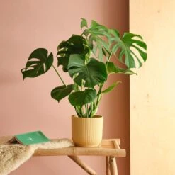 Swiss Cheese House Plant In Elho Pot -DUNELM Furniture Shop 30875284