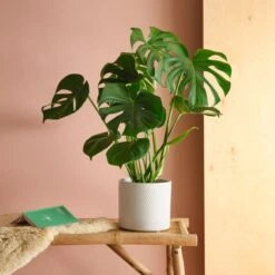 Swiss Cheese House Plant In Capri Pot -DUNELM Furniture Shop 30875285