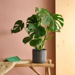 Swiss Cheese House Plant In Capri Pot -DUNELM Furniture Shop 30875286