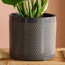 Swiss Cheese House Plant In Capri Pot -DUNELM Furniture Shop 30875286 alt02