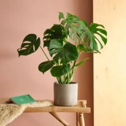 Swiss Cheese House Plant In Capri Pot -DUNELM Furniture Shop 30875287