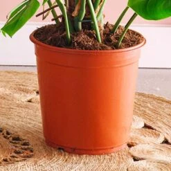 Swiss Cheese House Plant -DUNELM Furniture Shop 30875293 alt02