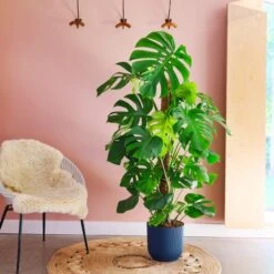 Swiss Cheese House Plant In Elho Pot -DUNELM Furniture Shop 30875295