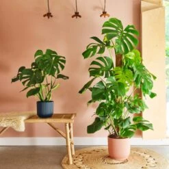 Swiss Cheese House Plant In Elho Pot -DUNELM Furniture Shop 30875296 alt03