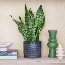 Snake House Plant In Capri Pot -DUNELM Furniture Shop 30875362