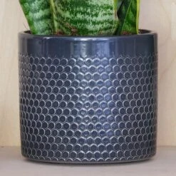 Snake House Plant In Capri Pot -DUNELM Furniture Shop 30875362 alt02