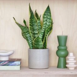 Snake House Plant In Capri Pot -DUNELM Furniture Shop 30875363
