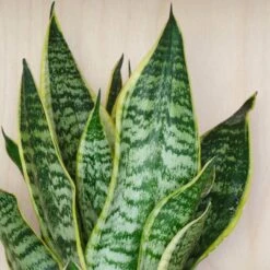 Snake House Plant In Capri Pot -DUNELM Furniture Shop 30875363 alt01