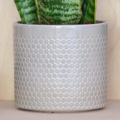 Snake House Plant In Capri Pot -DUNELM Furniture Shop 30875363 alt02