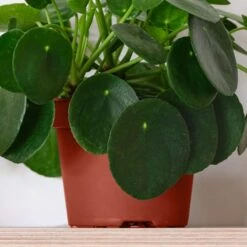 Chinese Money House Plant -DUNELM Furniture Shop 30875523 alt02