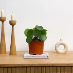 Chinese Money House Plant -DUNELM Furniture Shop 30875523 alt03