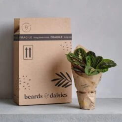 Chinese Money House Plant -DUNELM Furniture Shop 30875523 alt04