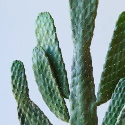 Cowboy Cactus House Plant -DUNELM Furniture Shop 30875575 alt01