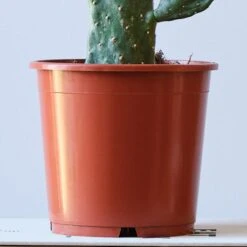 Cowboy Cactus House Plant -DUNELM Furniture Shop 30875575 alt02