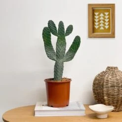 Cowboy Cactus House Plant -DUNELM Furniture Shop 30875575 alt03