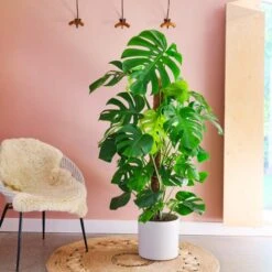 Swiss Cheese House Plant In Capri Pot -DUNELM Furniture Shop 30876006