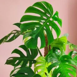 Swiss Cheese House Plant In Capri Pot -DUNELM Furniture Shop 30876006 alt01