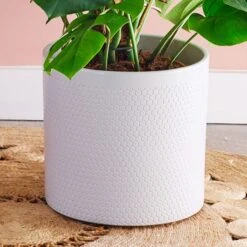 Swiss Cheese House Plant In Capri Pot -DUNELM Furniture Shop 30876006 alt02