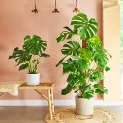 Swiss Cheese House Plant In Capri Pot -DUNELM Furniture Shop 30876006 alt03