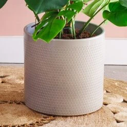 Swiss Cheese House Plant In Capri Pot -DUNELM Furniture Shop 30876008 alt02