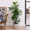 African Fig House Plant In Capri Pot -DUNELM Furniture Shop 30876038