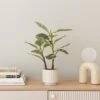Artificial Varigated Rubber Plant In Ribbed Cream Ceramic Plant Pot -DUNELM Furniture Shop 30894984