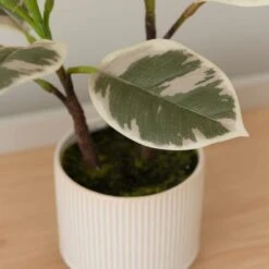 Artificial Varigated Rubber Plant In Ribbed Cream Ceramic Plant Pot -DUNELM Furniture Shop 30894984 alt01