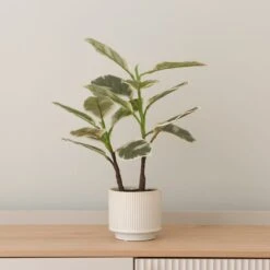 Artificial Varigated Rubber Plant In Ribbed Cream Ceramic Plant Pot -DUNELM Furniture Shop 30894984 alt02