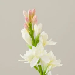 Artificial White Tuberose Stem -DUNELM Furniture Shop 30897549 alt02