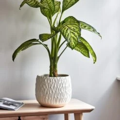 Arles Leaf Embossed Plant Pot -DUNELM Furniture Shop 30911832