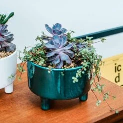 Pisa Bowl Plant Pot -DUNELM Furniture Shop 30911875 alt03