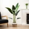 Artificial Bird Of Paradise Tree In Black Plastic Plant Pot -DUNELM Furniture Shop 30913525