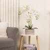 Artificial White Phalaenopsis Orchid In Taupe Ceramic Plant Pot -DUNELM Furniture Shop 30913545